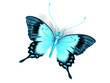le papillon