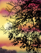 Vector: Autumn chestnut branches Autumn chestnut branches