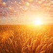 Wheat field over cloudy sky