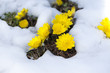 Adonis vernalis