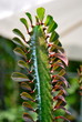 Euphorbia