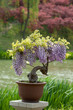bonsai