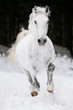 white Lipizzan horse runs gallop in winter white Lipizzan horse runs gallop in winter
