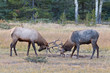 Bull Elks fighting