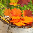 Herbstblätter
