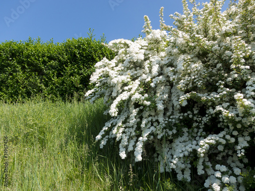 Photo: Frühling Frühling
