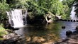 Forest falls