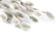 Beautiful branch of willow isolated