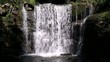 Forest falls