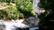 Forest falls