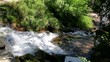 Forest falls