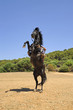 cavallo imbrizzarrito cavallo imbrizzarrito