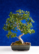Carmona bonsai na modrom pozadí