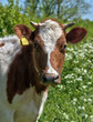 cow cow