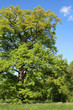 Eiche im Frühling
