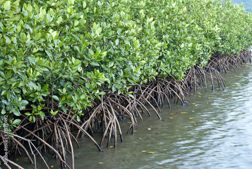 Photo: Mangrove Mangrove