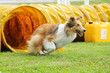 agility dog