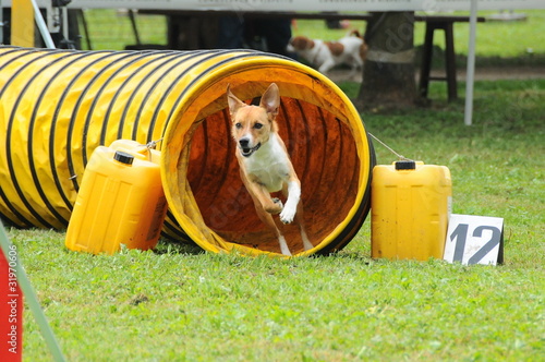 Photo: agility dog agility dog