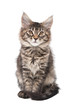 Photo: Small fluffy kitten Small fluffy kitten