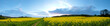 Rapeseed Field Panorama