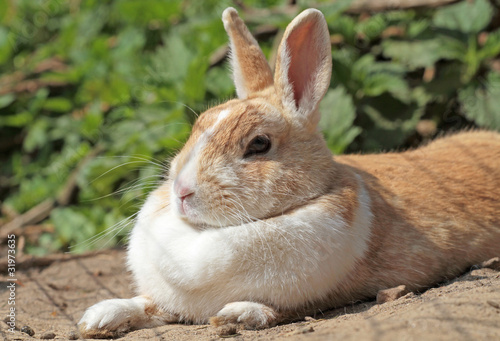 Foto: beiges Kaninchen beiges Kaninchen