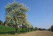 Birnenblüte