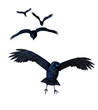 Crows Flying - 3D render