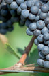 Red bunch of grape