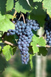 Red bunch of grape