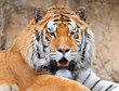 tigre