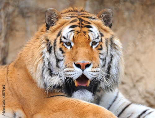 Photo: tigre tigre