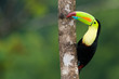 Keel Billed Toucan, from Central America.