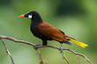 Montezuma Oropendola in Costa Rica