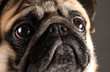 Close-up portrait of one year old mops
