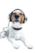 Dog listening music Dog listening music