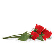 red roses