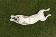 Foto: französische bulldogge französische bulldogge