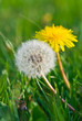Pusteblume