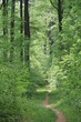 Einsamer Waldweg im Stromberg, Baden-Württemberg (Deutschland)