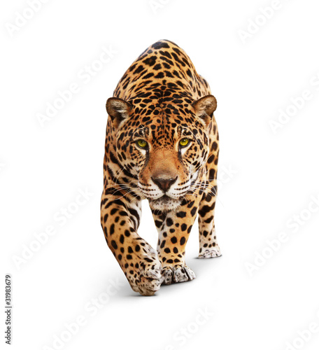 Photo: Jaguar - animal front view, isolated on white, shadow Jaguar - animal front view, isolated on white, shadow