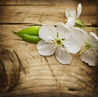 Wood background with spring blossom