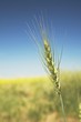 Green Wheat Head