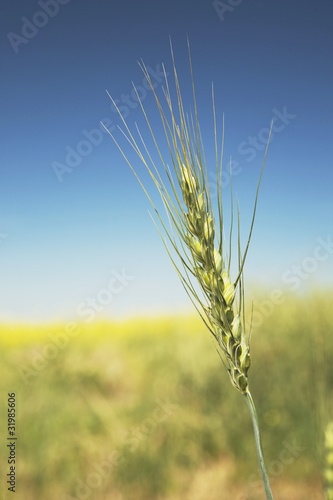 Photo: Green Wheat Head Green Wheat Head