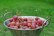 Grapes in a colander before washing