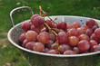 Grapes in a colander after washing