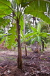 banana trees