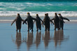 Group of King Penguins on the Beach