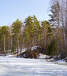 Siberian forest