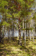Siberian forest