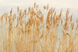 Dry Bulrush